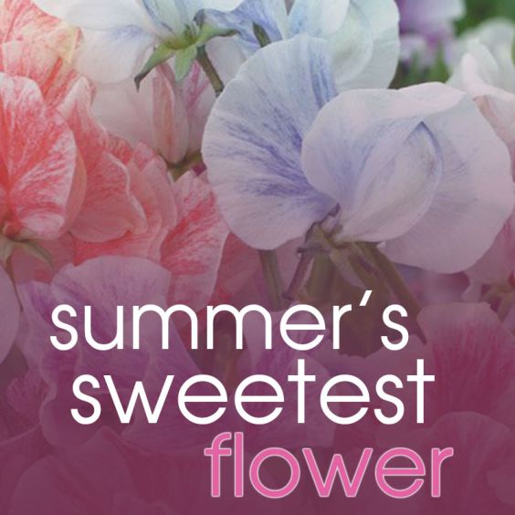 scrub in a TUB 109oz<br>Sweet Pea